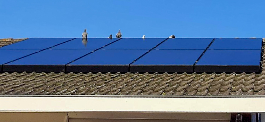 Traas Building Care vogelwering zonnepanelen